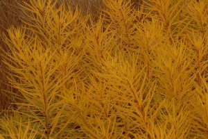 Amsonia 'Butterscotch;